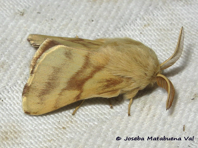 Malacosoma castrensis maschio
